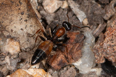 Opisthopsis picta