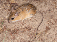 Gerbilliscus leucogaster