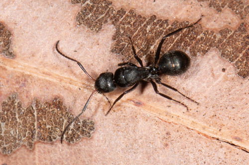 Camponotus arcuatusCamponotus arcuatus