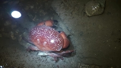 Atergatis integerrimus