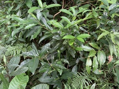 Pyrenaria microcarpa