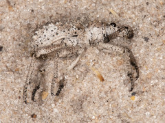 Microcerinae