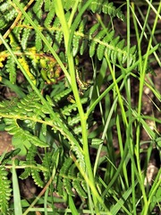 Heliophila rigidiuscula image