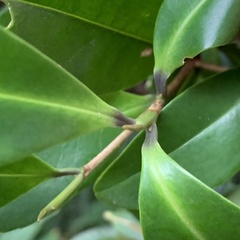 Pyrenaria microcarpa