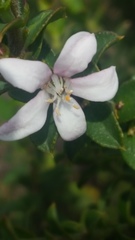 Philotheca buxifolia
