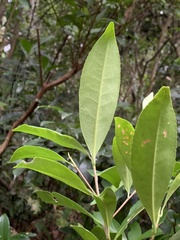 Pyrenaria microcarpa