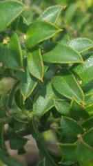 Philotheca buxifolia