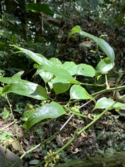 Smilax lanceifolia opaca