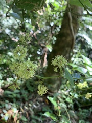 Smilax lanceifolia opaca