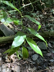 Smilax lanceifolia opaca