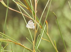 Theclinesthes miskini