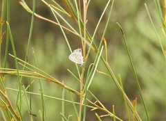 Theclinesthes miskini