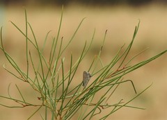 Theclinesthes miskini