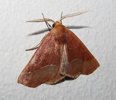 Drepanogynis cnephaeogramma