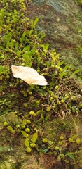 Bulbophyllum exiguum