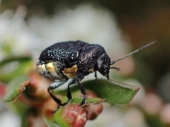 Aporocera scabrosa