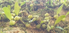 Bulbophyllum exiguum