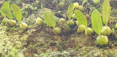 Bulbophyllum exiguum