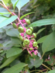 Phytolacca americana
