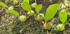 Bulbophyllum exiguum