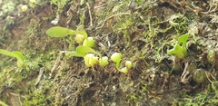 Bulbophyllum exiguum