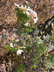 Epacris barbata