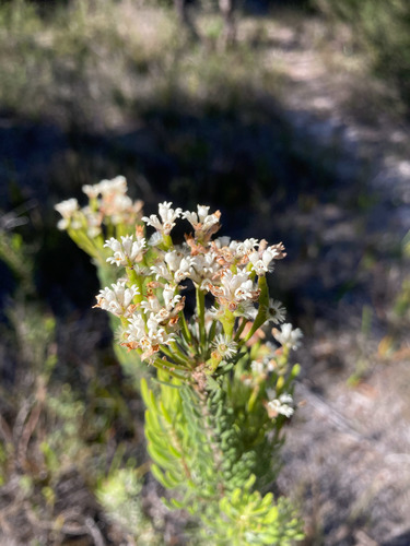 Tasmanian smokebush (Conospermum hookeri)