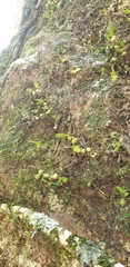 Bulbophyllum exiguum
