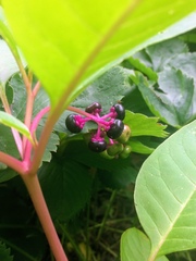 Phytolacca americana
