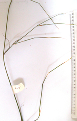 Ehrharta ramosa aphylla