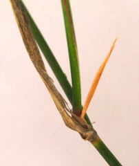 Ehrharta ramosa aphylla