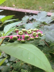 Phytolacca americana
