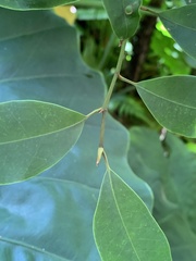 Magnolia compressa