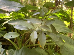 Magnolia compressa