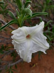 Ipomoea adenioides