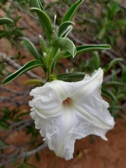 Ipomoea adenioides