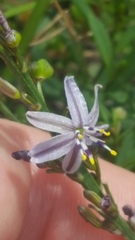 Caesia parviflora vittata