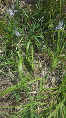 Caesia parviflora vittata