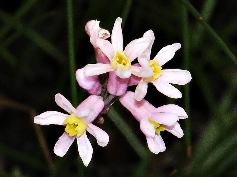 Tulbaghieae