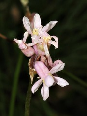 Tulbaghia coddii image