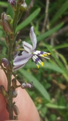 Caesia parviflora vittata