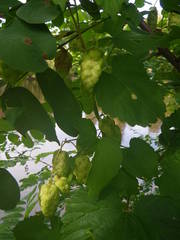 Humulus lupulus