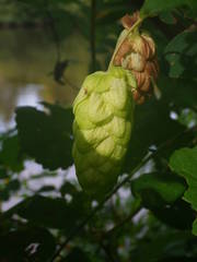 Humulus lupulus