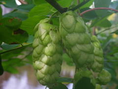 Humulus lupulus