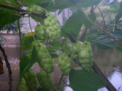 Humulus lupulus