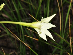 Gladiolus longicollis image