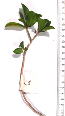 Ficus burtt-davyi