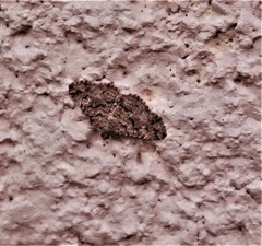 Toxonprucha repentis