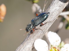 Phlogistus cribratus