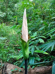 Amorphophallus hewittii